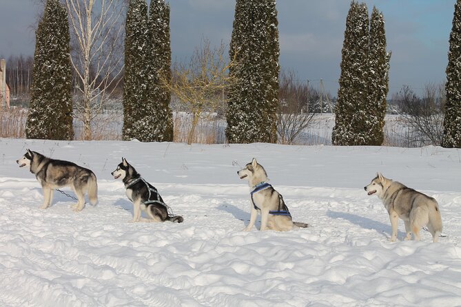 Husky Dog Sledding Tour From Riga - Cancellation Policy