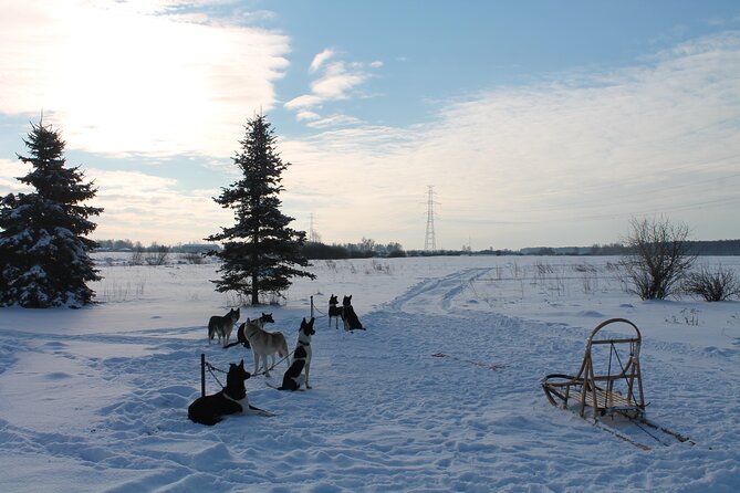 Husky Dog Sledding Tour From Riga - Tour Inclusions
