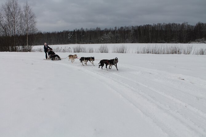 Husky Dog Sledding Tour From Riga - Additional Details