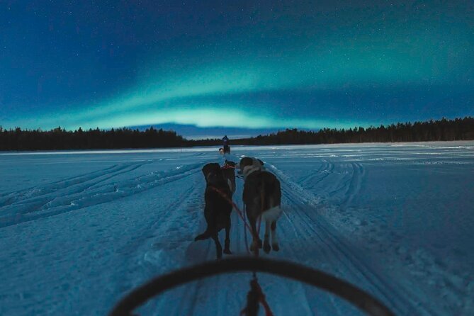 Husky Dogsledding and Northern Lights Excursion - Rovaniemi - Overview and Experience