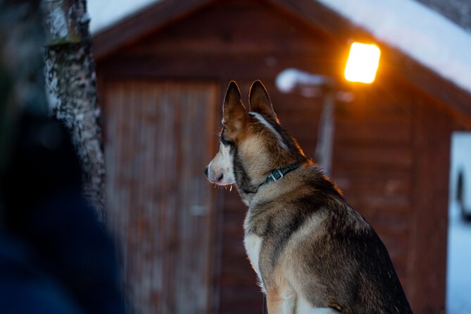 Husky Experience and Dog Sled Driving - Morning Tour - Additional Information for Travelers