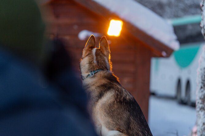 Husky Experience and Dog Sled Driving - Morning Tour - The Sum Up