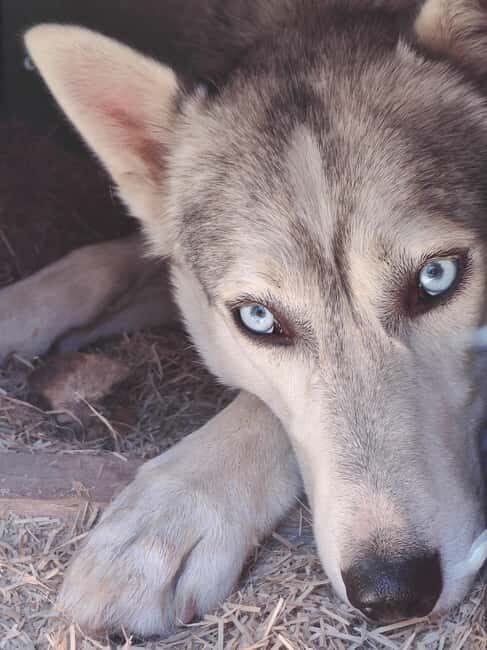 Husky Farm Visit with HuskySled Ride and Campfire - Good To Know