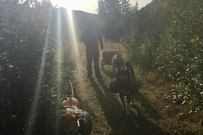 Husky Hike and Forest Adventure - Good To Know