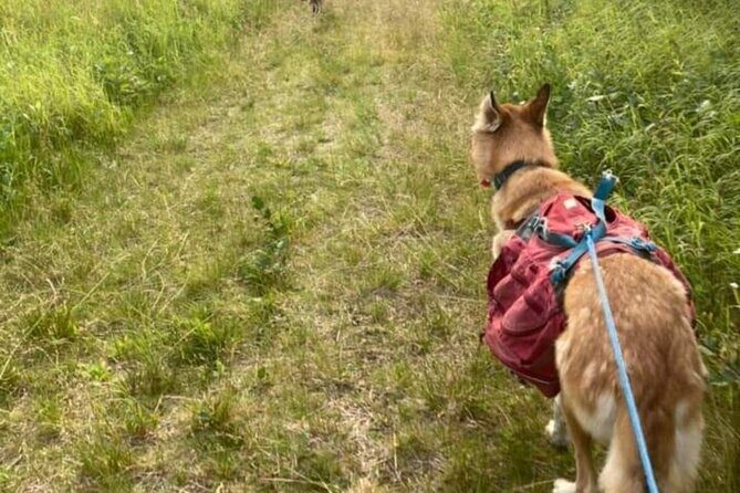 Husky Hike and Forest Adventure - Exploring the Experience