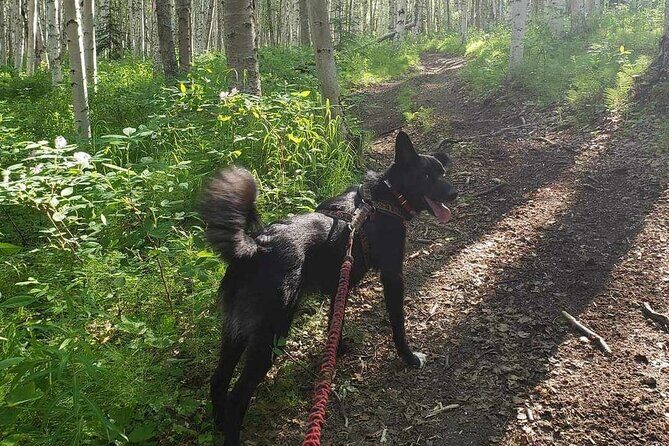 Husky Hike and Forest Adventure - Who Will Love This Tour?