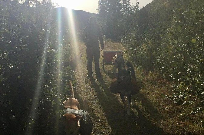 Husky Hike and Forest Adventure - The Sum Up: Is It Worth It?