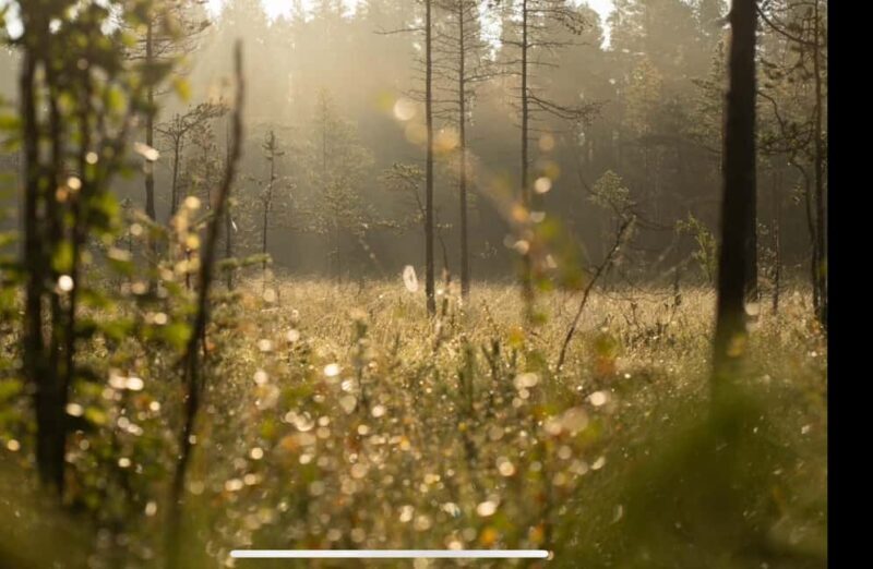 Husky hike followed by a campfire near Skellefteå - Husky hike followed by a campfire near Skellefteå: An authentic Nordic adventure