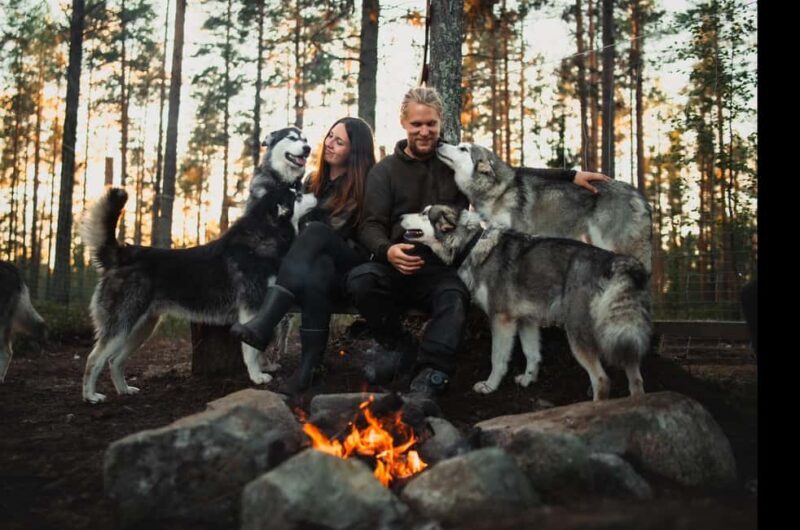 Husky hike followed by a campfire near Skellefteå - Why this experience is worth considering