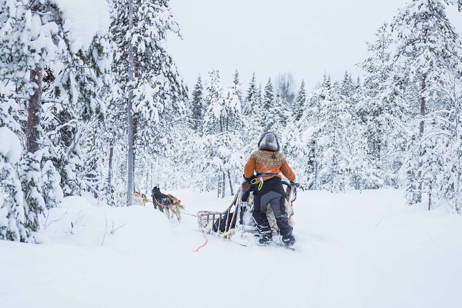 Husky Hugging and Sleigh Ride in Rovaniemi - Good To Know