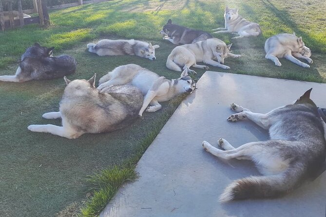 Husky Petting in Akureyri (private) - Overview and Activity Details