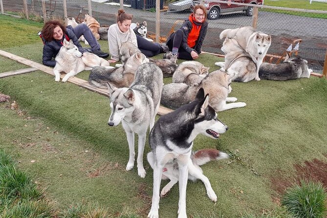 Husky Petting in Akureyri (private) - What To Expect