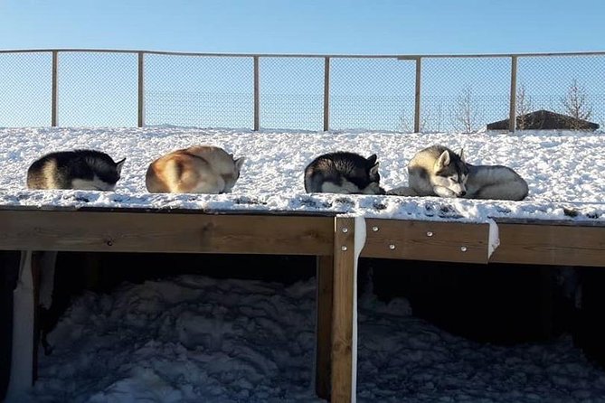 Husky Petting in Akureyri (private) - Cancellation Policy