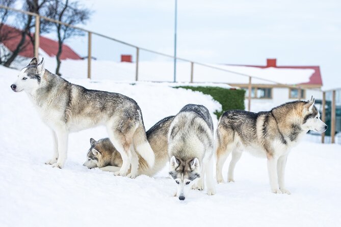 Husky Petting in Akureyri (private) - Traveler Photos