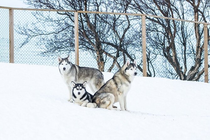 Husky Petting in Akureyri (private) - Directions