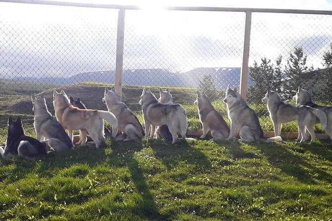 Husky Petting in Akureyri (private) - Common Questions