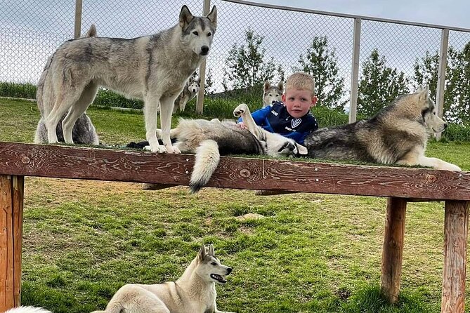 Husky Petting in Akureyri (private) - The Sum Up