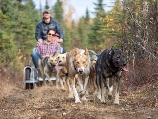 Husky Safari and Guided Tour. Autumn - Booking and Availability