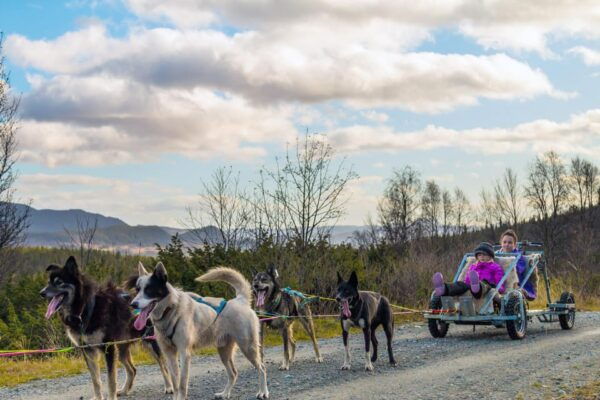 Husky Safari and Guided Tour. Autumn - Customer Testimonials