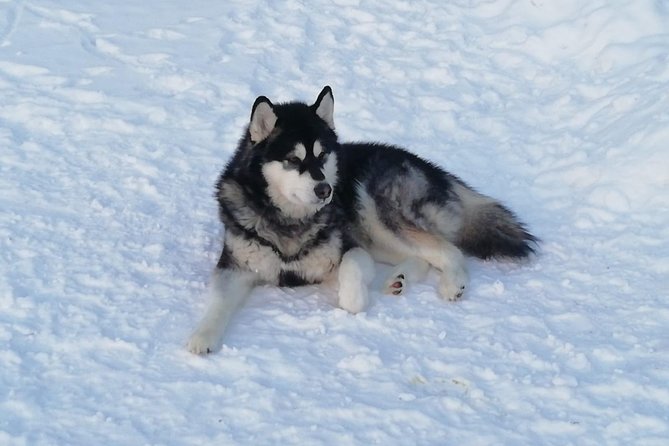 Husky Safari - Reviews and Ratings