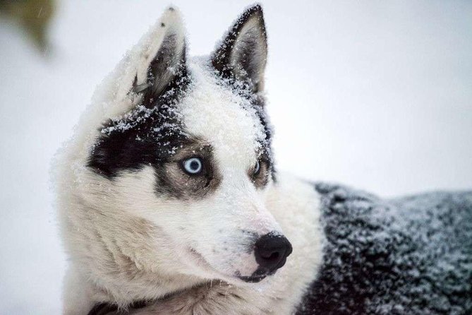 Husky Safari From Rovaniemi Including a Husky Sled Ride - Pricing and Booking