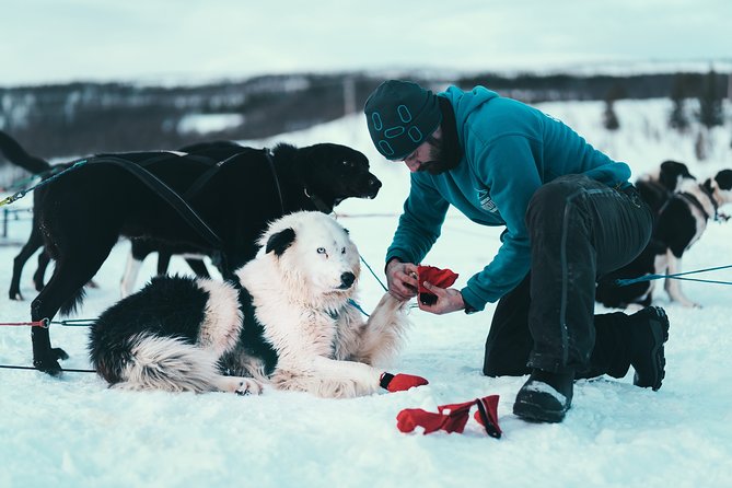 Husky Sledding Self-Drive Adventure in Tromso - Tour Organization and Positive Feedback