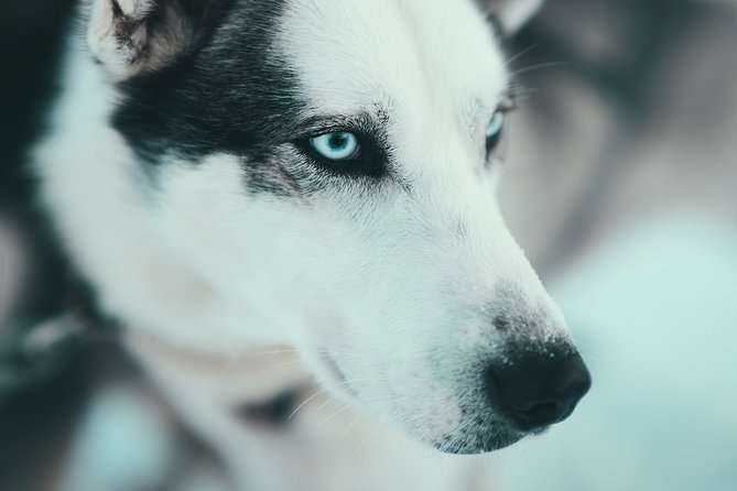 Husky Sledding Self-Drive Adventure in Tromso - Tour Company and Details