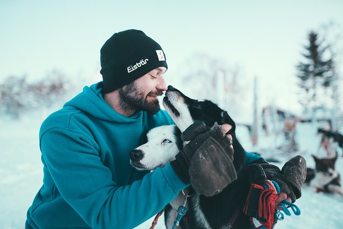 Husky Sledding Self-Drive Adventure in Tromso - The Sum Up