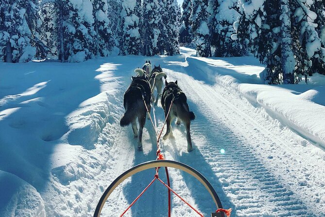 Husky Sleigh Ride to the Deeper Forest 12 to 14 Km - Trip Highlights
