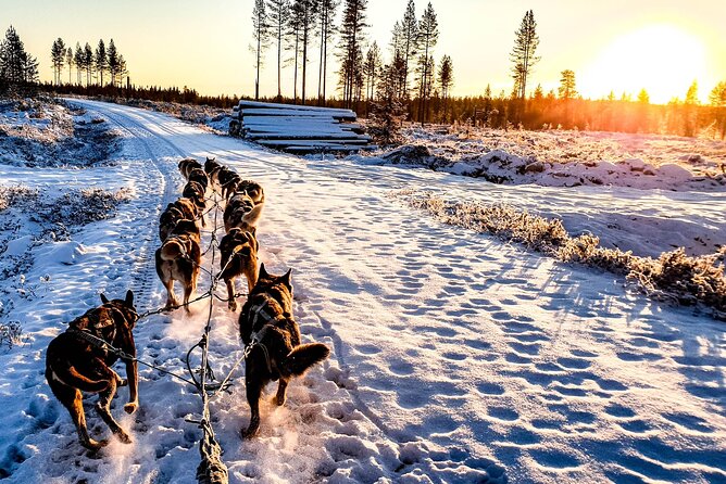 Husky Sleigh Ride to the Deeper Forest 12 to 14 Km - Booking Information