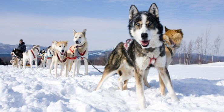 Husky Tour Experience in Levi - Experience Duration and Language