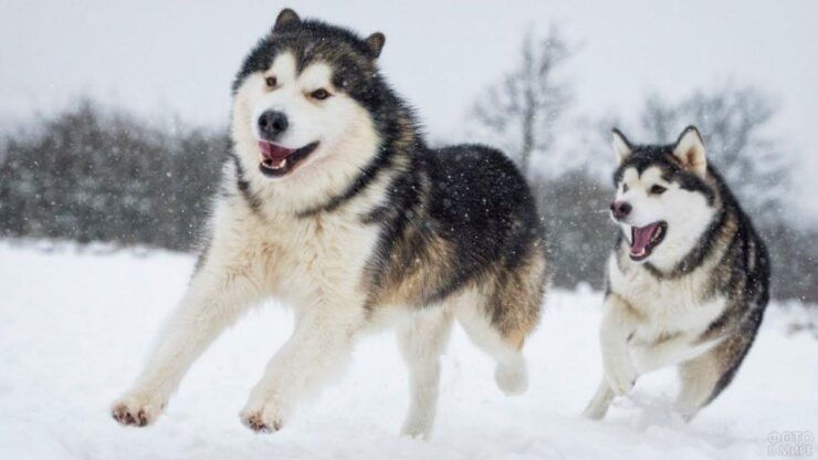 Husky Tour Experience in Levi - Starting Location and Itinerary