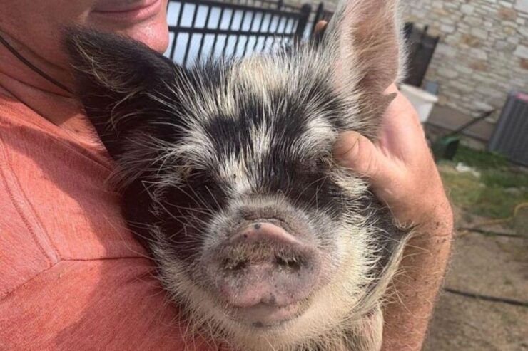 Hutto: Kunekune Pig Farm Tour - Good To Know