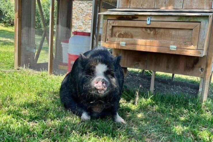 Hutto: Kunekune Pig Farm Tour - Experience Highlights and Description
