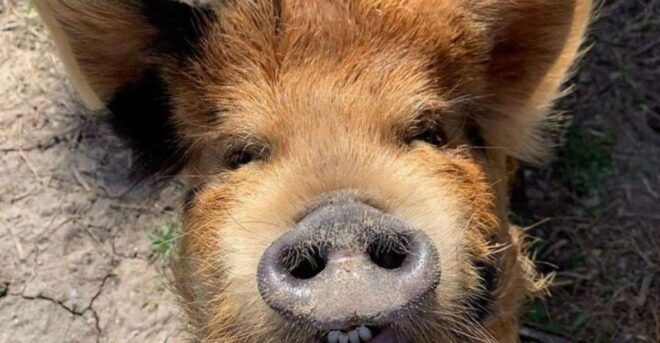 Hutto: Kunekune Pig Farm Tour - Booking, Cancellation, and Reviews