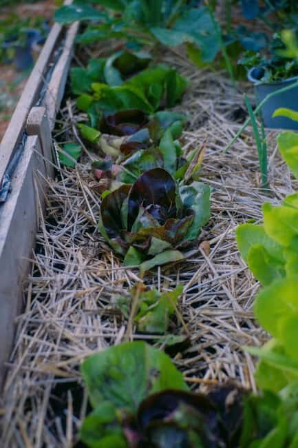 Hvar: Cooking Workshop with Locals & Farm-to-Table Meal - An In-Depth Look at the Experience