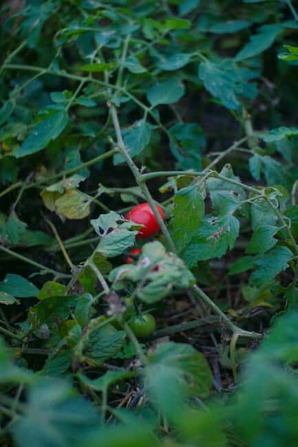 Hvar: Cooking Workshop with Locals & Farm-to-Table Meal - Who Is This Tour Best Suited For?