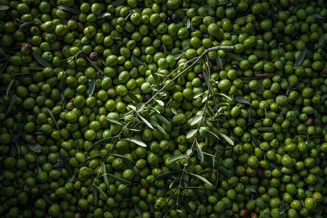 Hvar: Island tour with Wine and Olive Oil Tasting - Final Thoughts