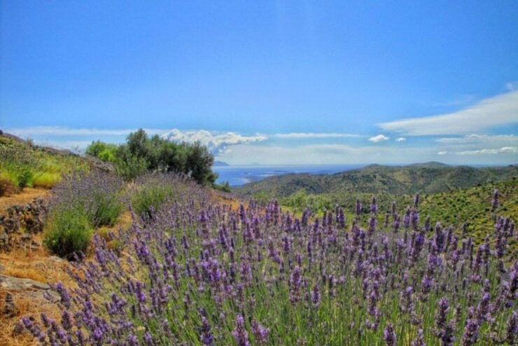 Hvar: Island Tour With Wine & Olive Oil Tasting - Activity Details