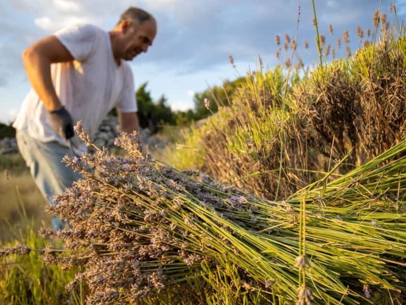 Hvar: Lavender Fields, Honey, and Local Product Tasting - Good To Know