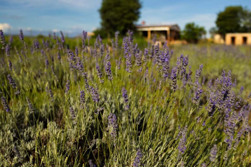 Hvar: Lavender Fields, Honey, and Local Product Tasting - Introduction to the Tour Experience