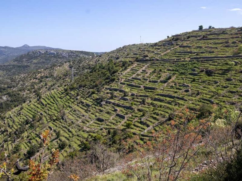 Hvar: Lavender Fields, Honey, and Local Product Tasting - Who Should Take This Tour?