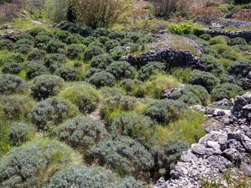 Hvar: Lavender Fields, Honey, and Local Product Tasting - FAQ
