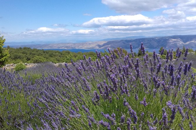 Hvar Lavender Tour - Additional Information