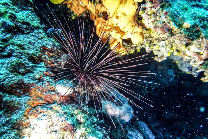 Hvar: Try Dive/Discover Scuba Diving Program - Introduction