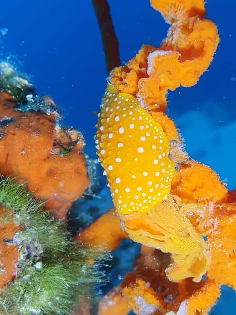 Hvar: Try Dive/Discover Scuba Diving Program - The Location: Vrboska and Hvar’s Marine Setting