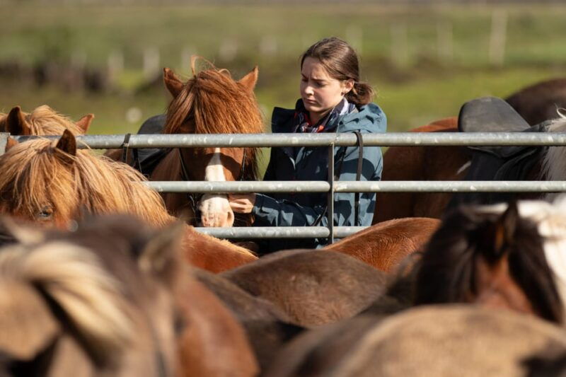 Hveragerdi: Countryside Charm Horse Riding Tour - Good To Know