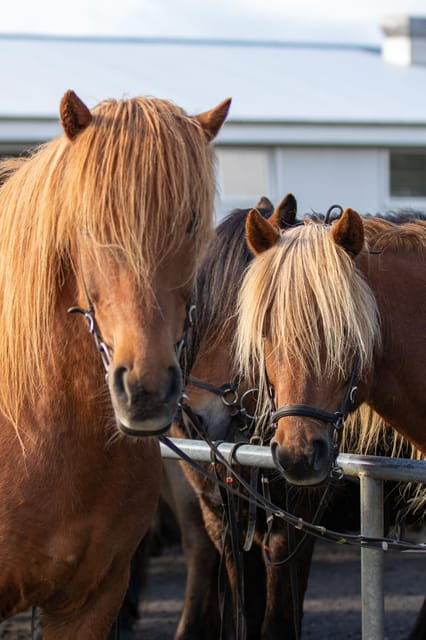 Hveragerdi: Countryside Charm Horse Riding Tour - The Riding Experience and Tips