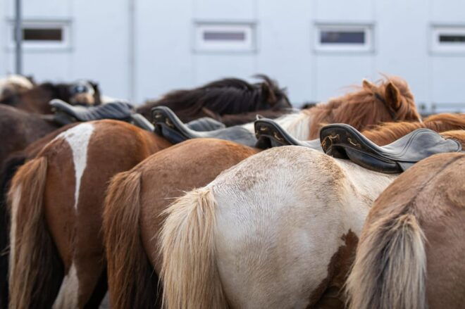 Hveragerdi: Countryside Charm Horse Riding Tour - Customer Feedback
