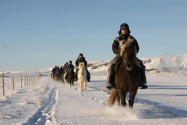 Hveragerdi: The Siggi Horse Riding Tour - Frequently Asked Questions